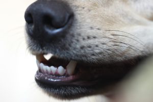 Lee más sobre el artículo Cuidado odontológico de mascotas
