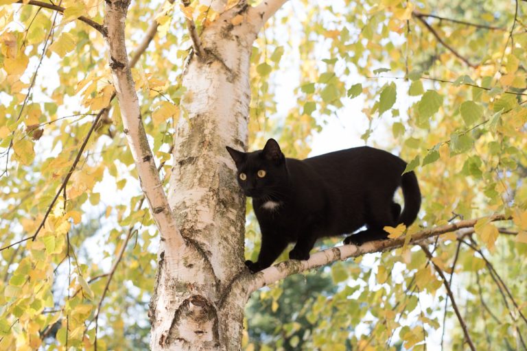 Lee más sobre el artículo ¿Por qué a los gatos les gustan los lugares altos?