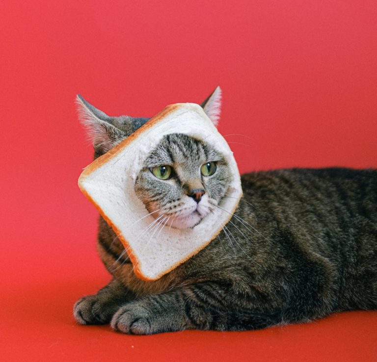 Lee más sobre el artículo ¿Cuántas veces al día tienen que comer los gatos?