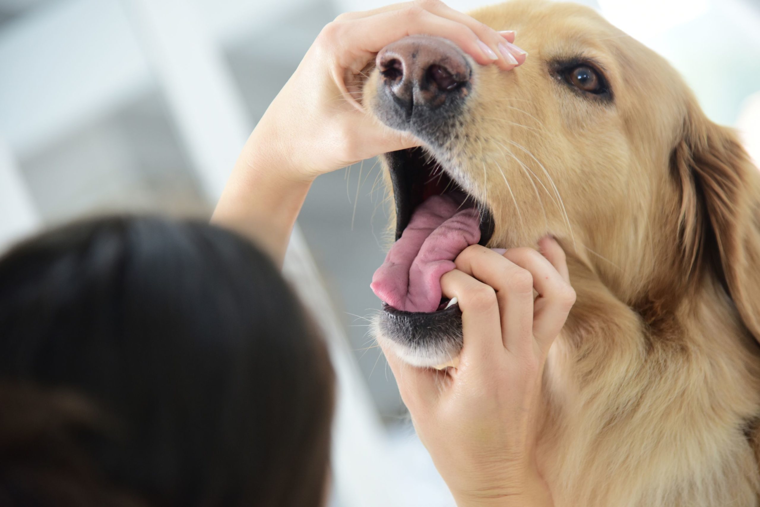 Cuidado odontológico en mascotas