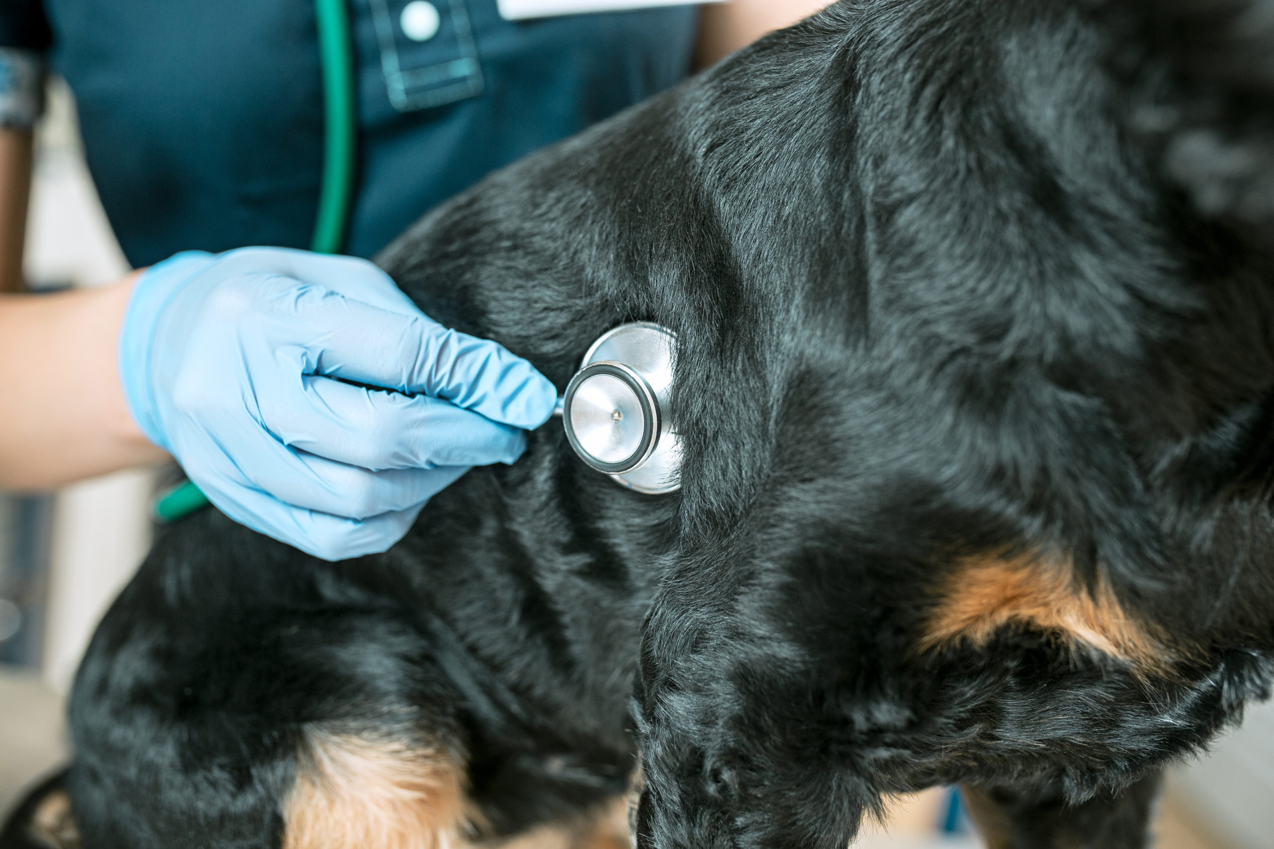 Urolitiasis vesical o cálculos urinarios en perros