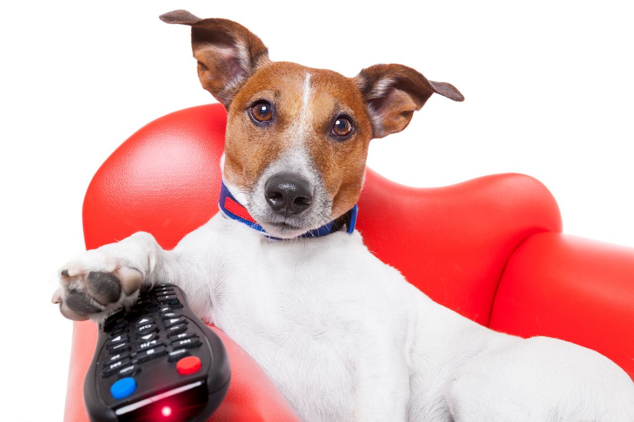 ¿Tu perro mira televisión?