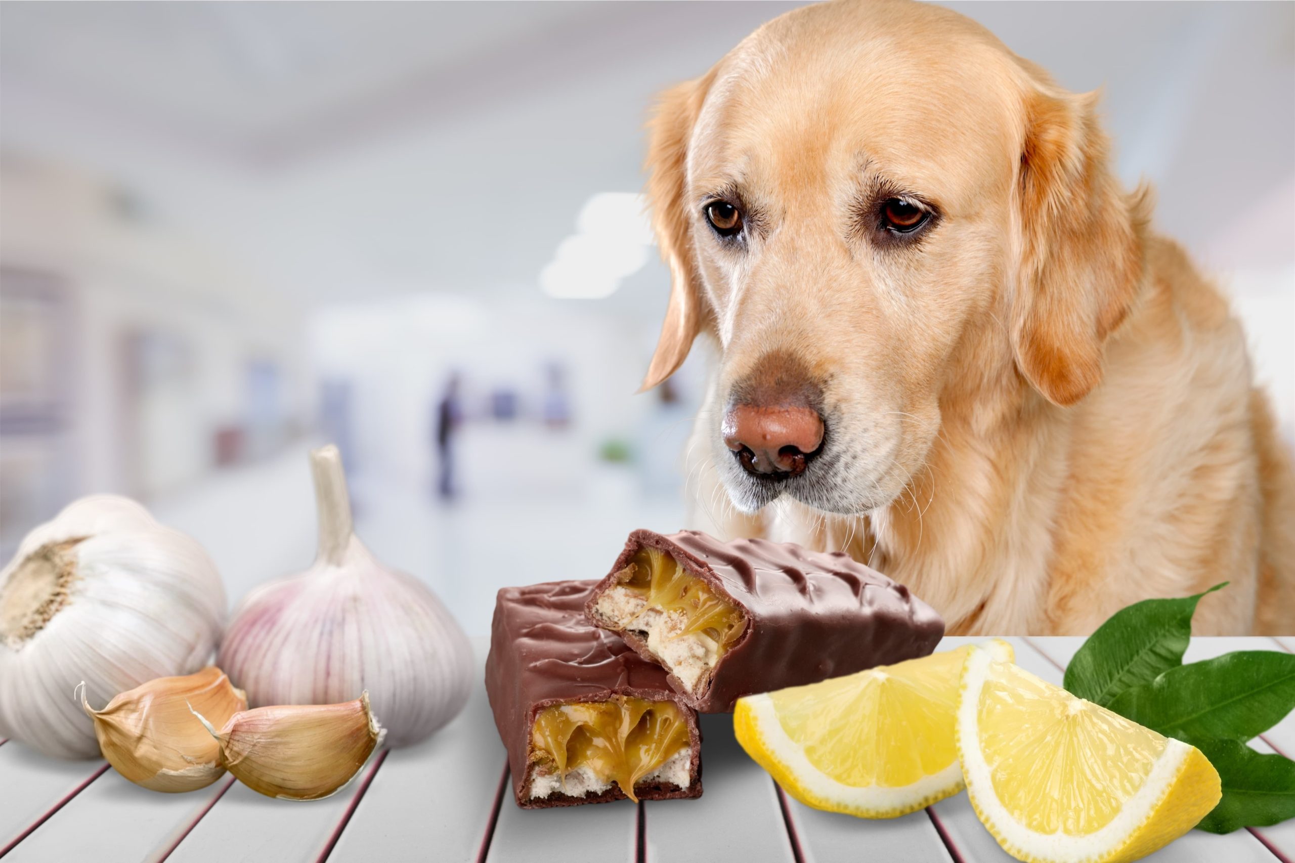 Alimentos peligrosos para perros