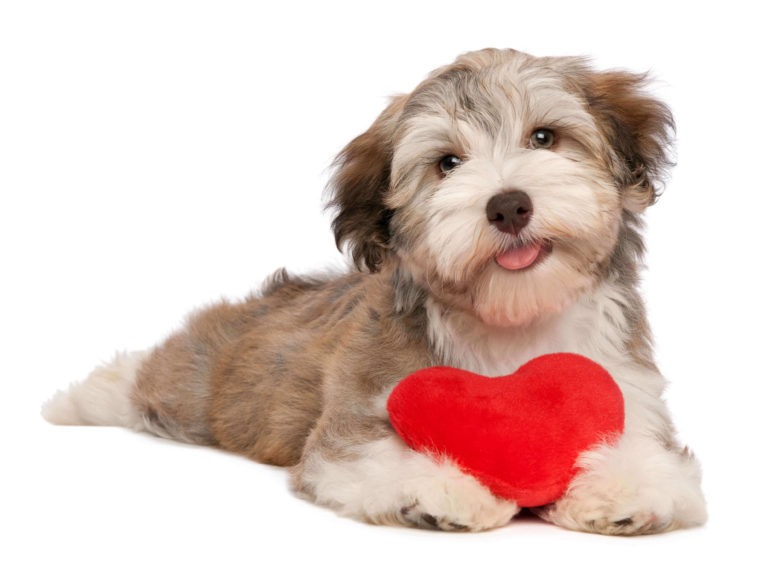 Lee más sobre el artículo Cómo identificar si tu perro sufre un problema cardiaco