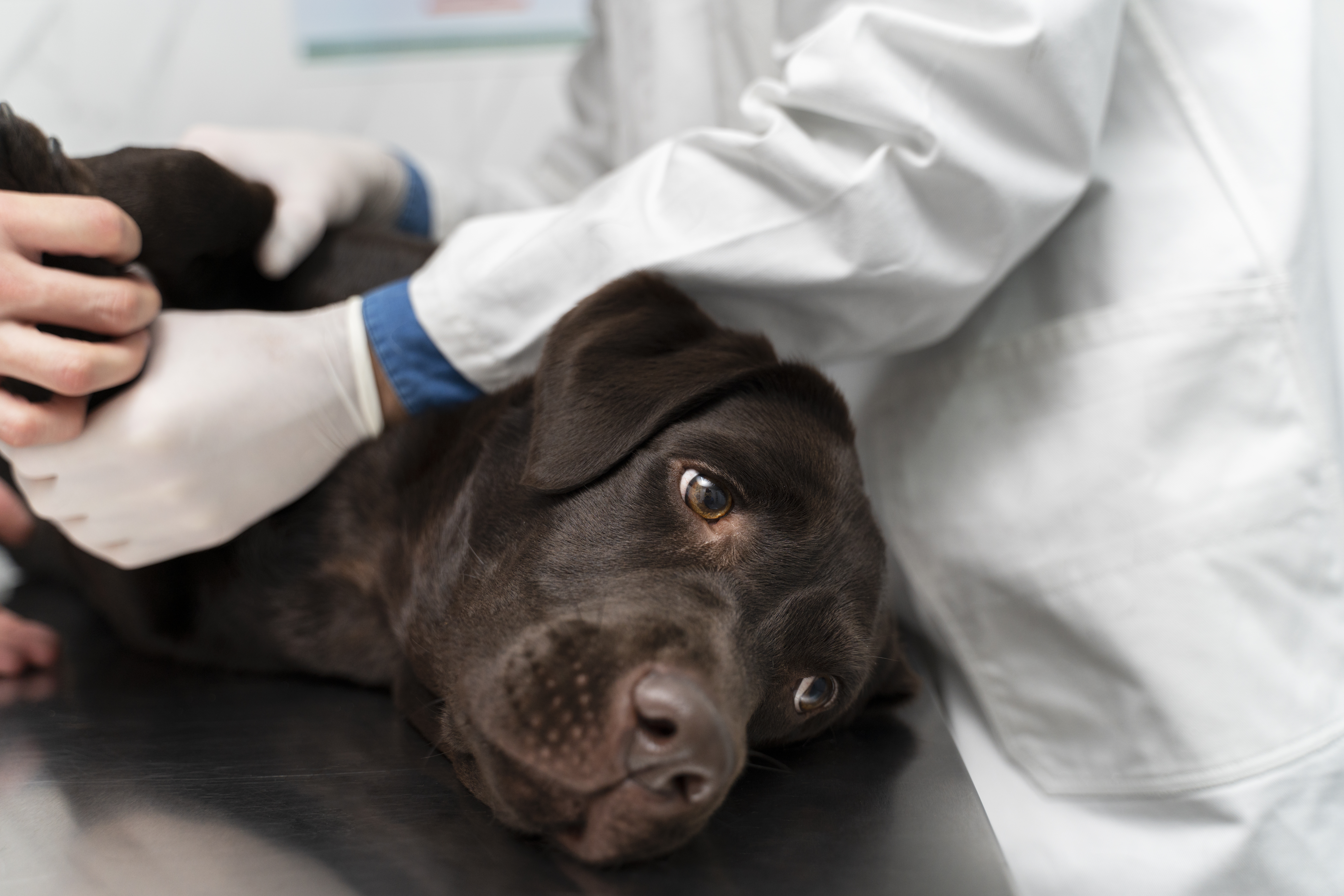 En este momento estás viendo 9 mitos sobre esterilización animal