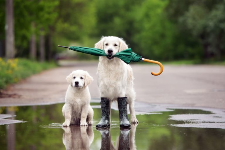 Lee más sobre el artículo ¿Qué hacer con los perros los días de lluvia?